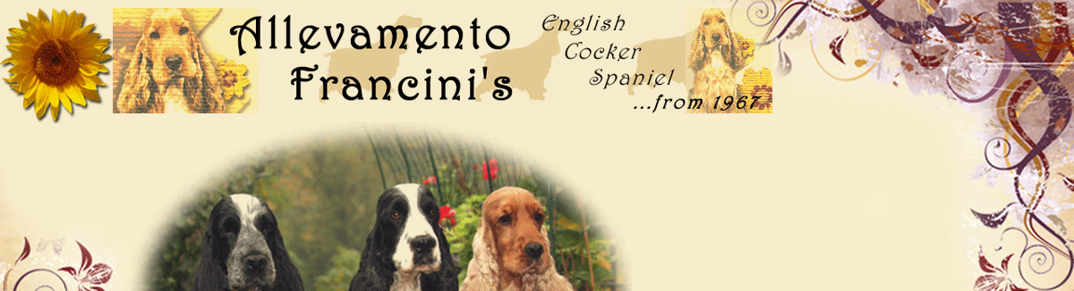 Allevamento Francini's - Cocker Spaniel Inglese