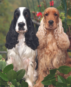La Razza Del Cocker Spaniel Inglese Franciniscockerit